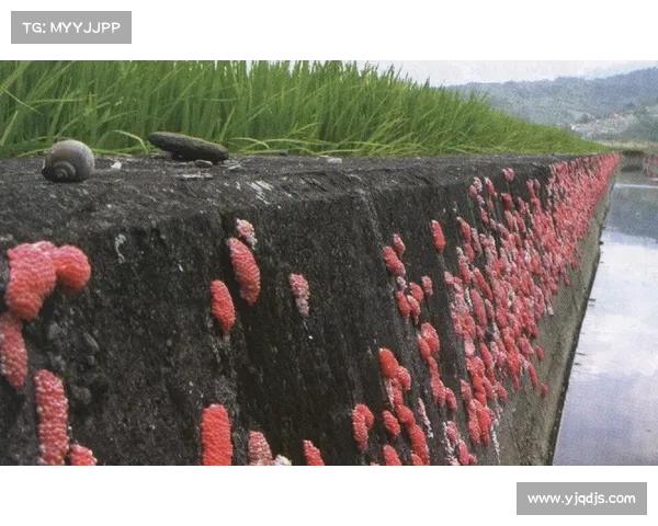 卷帘绿魔的生态价值与生物入侵影响探析